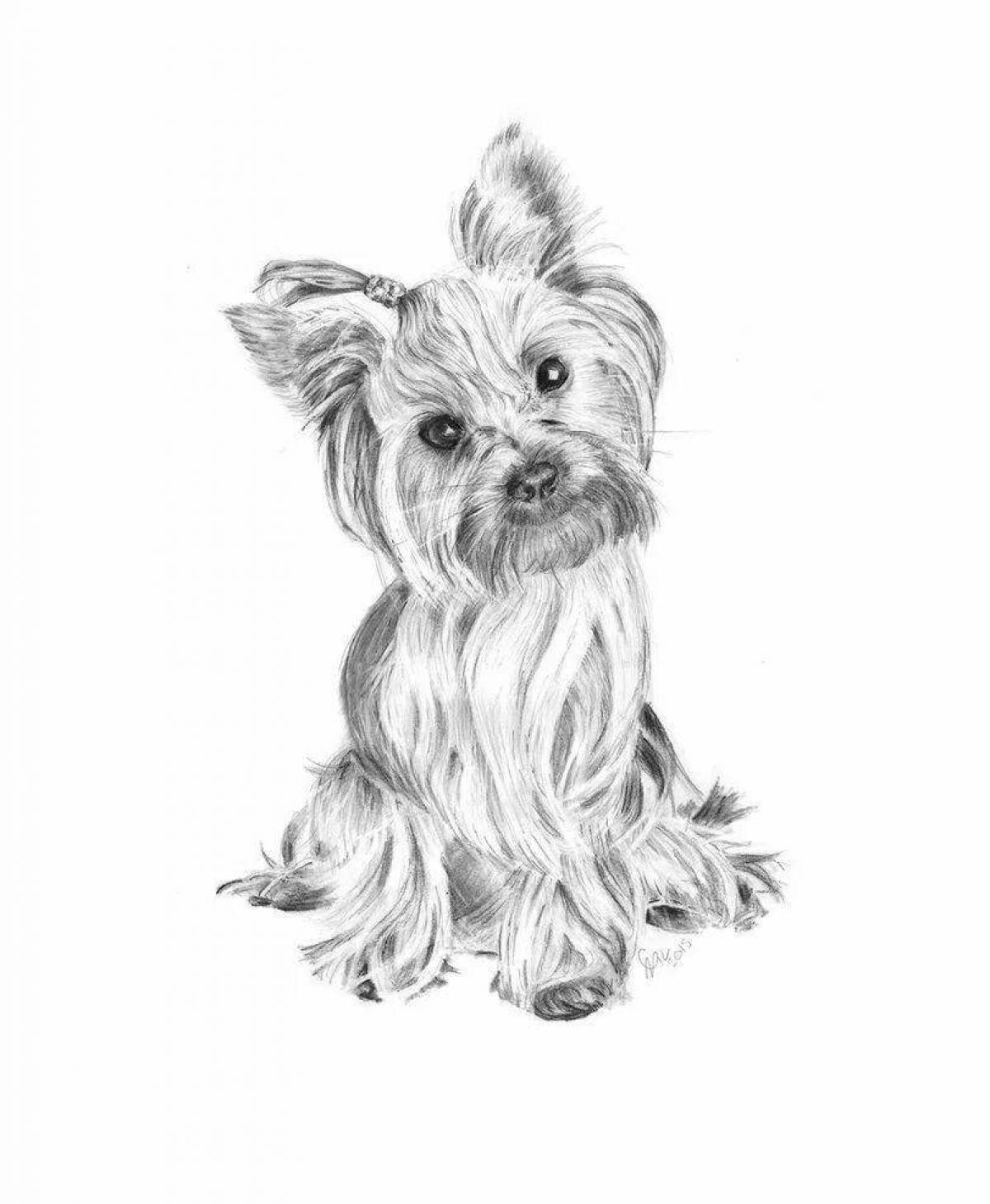 Charming yorkshire terrier coloring book