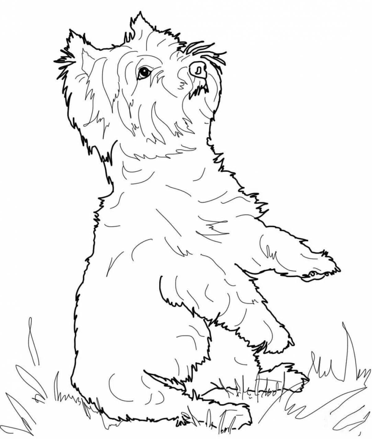 Coloring page gentle yorkshire terrier