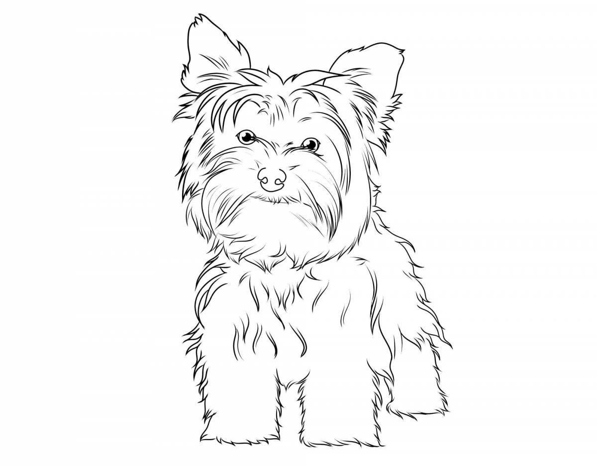 Йоркширский терьер собака #4
