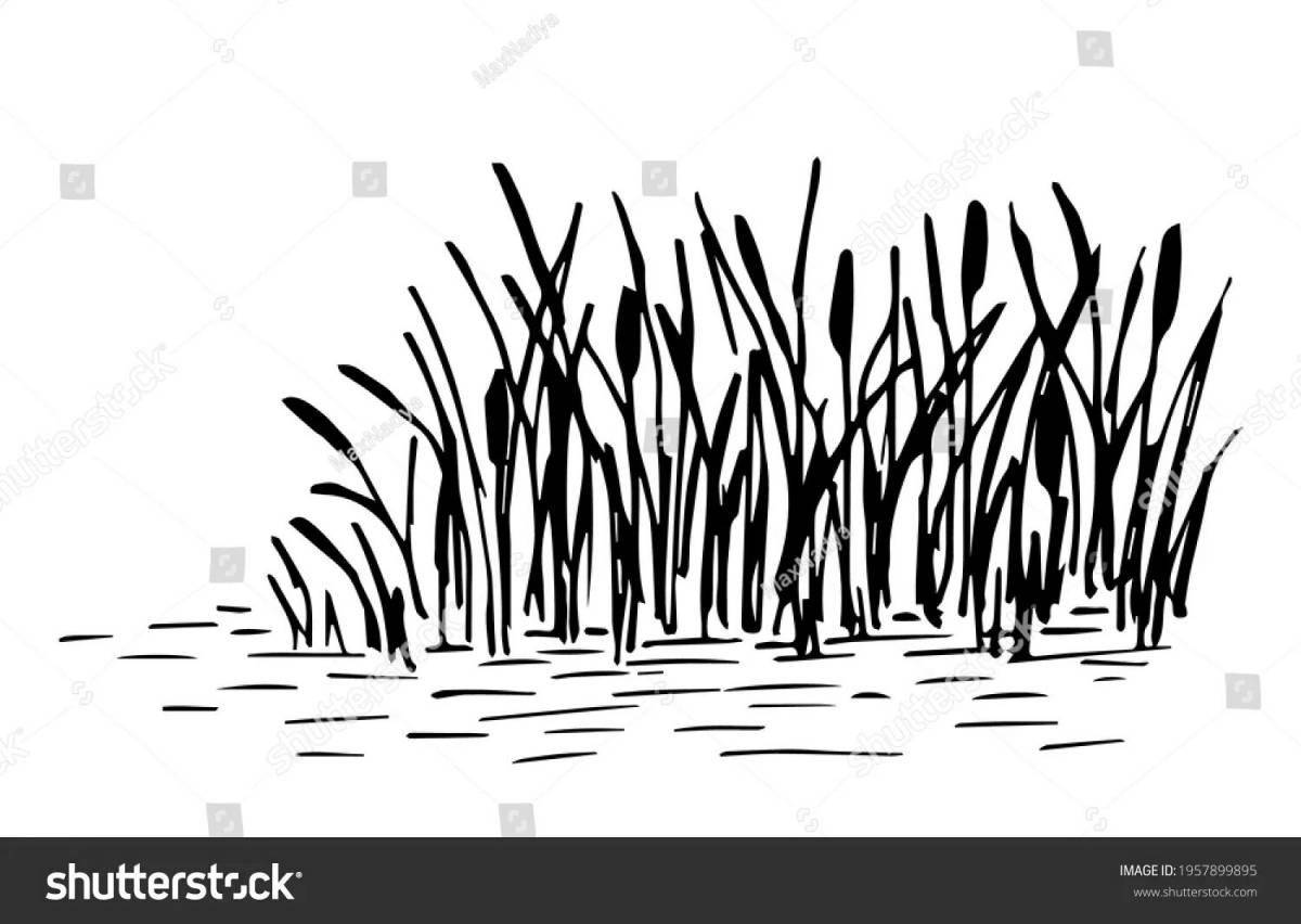 Coloring page luxurious reeds in the swamp