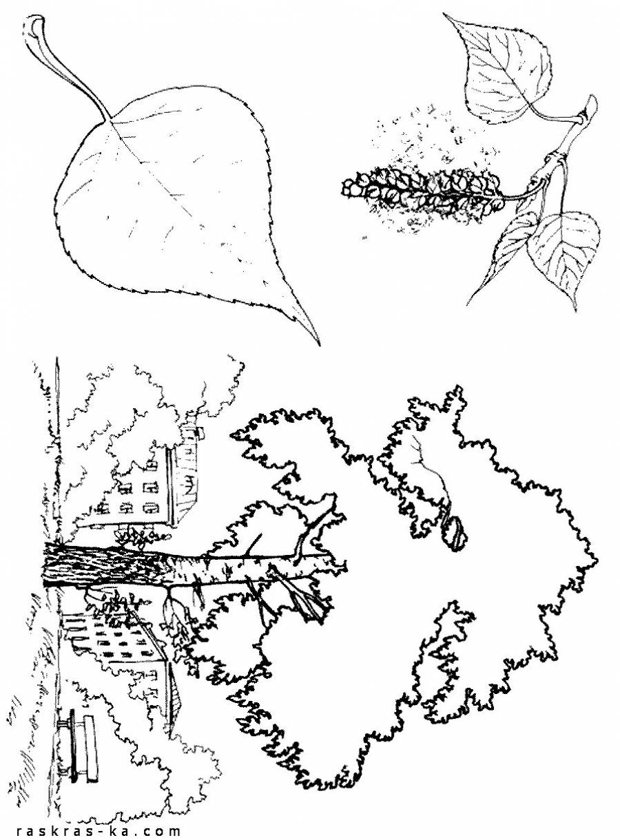 Раскраска Тополь дерево