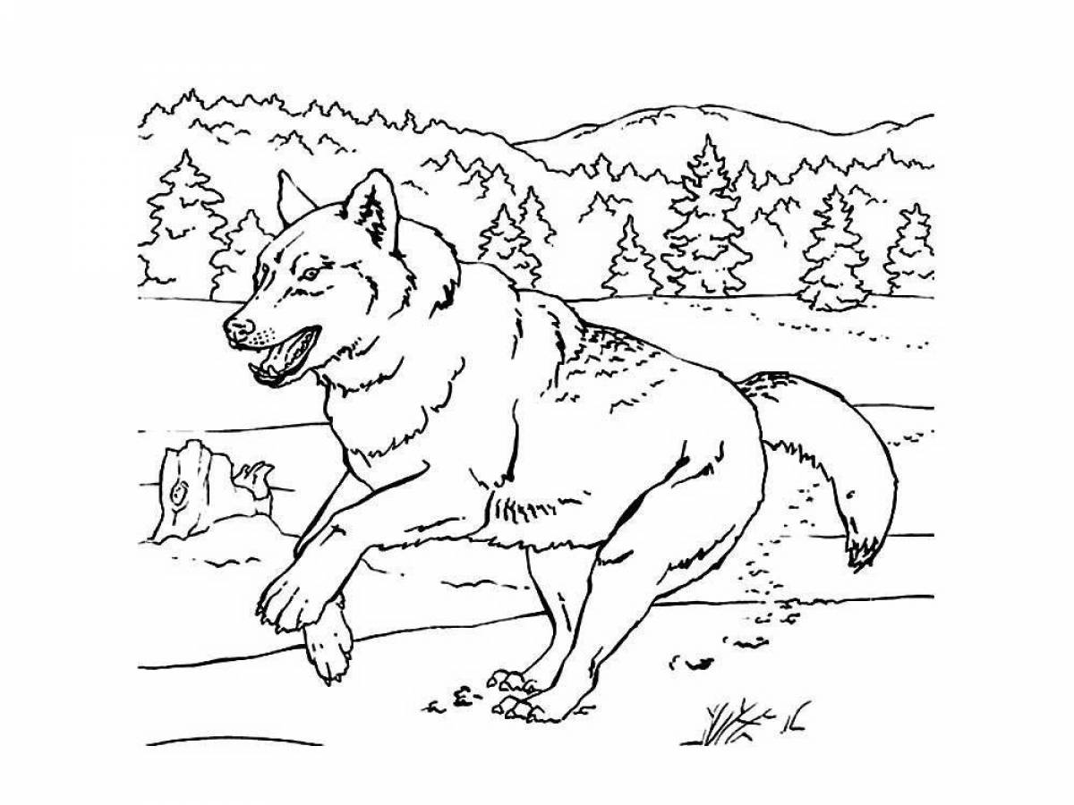 Волк рисунок для раскрашивания