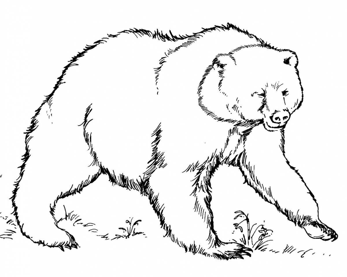 Раскраска милый медведь для детей