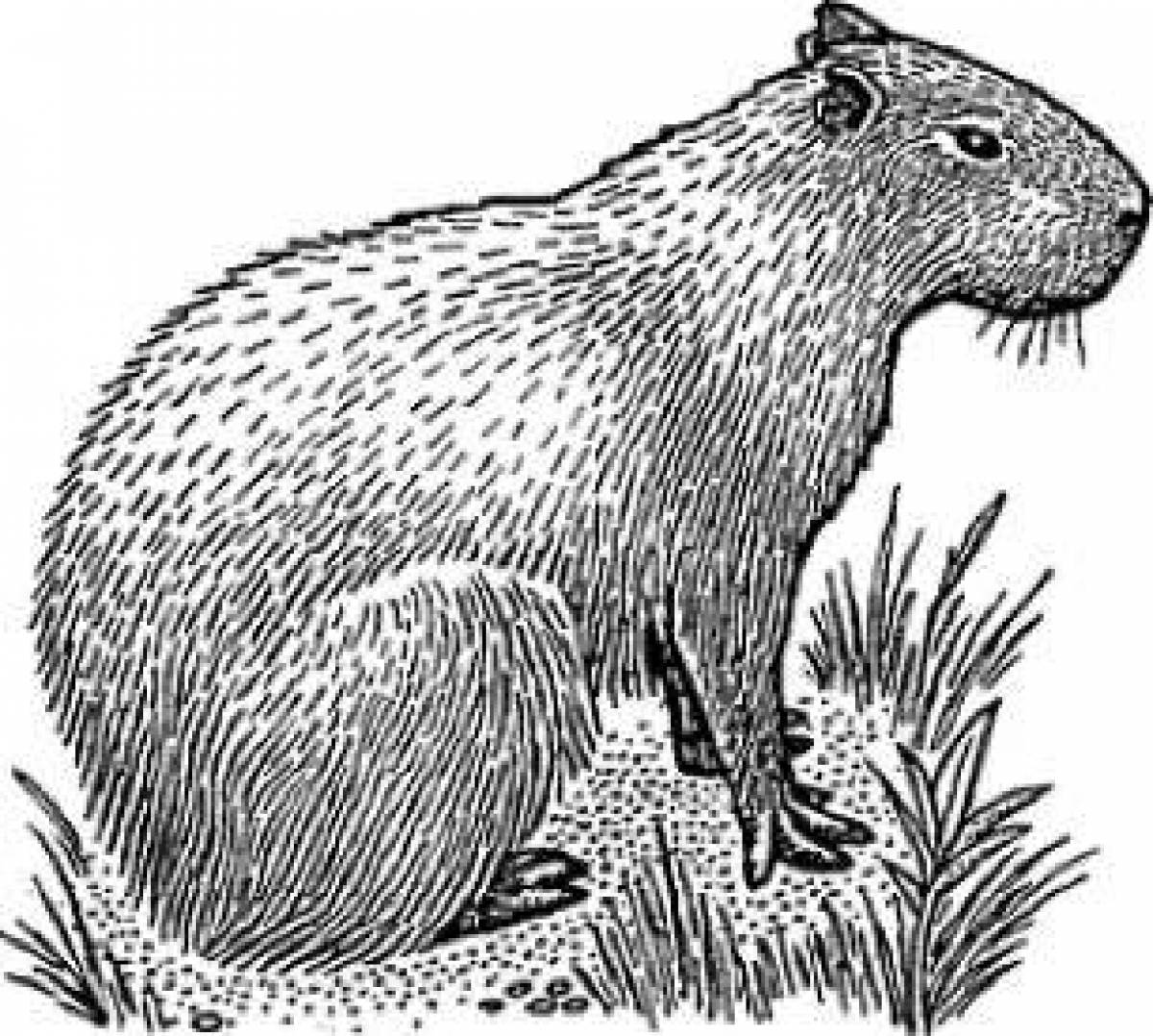 Naughty capybara coloring page