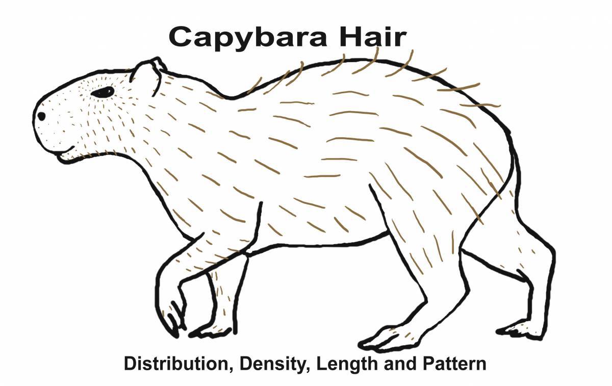 Coloring page nice capybara