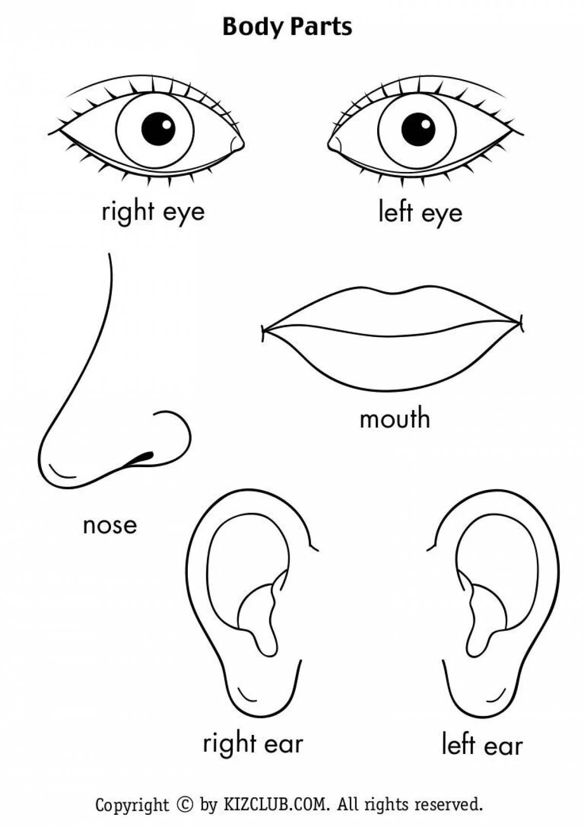 Eyes nose. Части лица задания для дошкольников. Лицо части лица задания для детей. Части тела раскраска. Части лица раскраска.