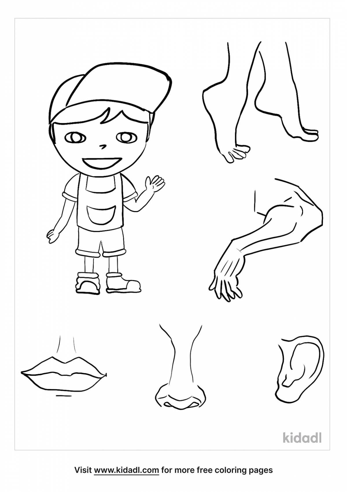Части тела раскраска для детей распечатать Раскраски Parts of the body (39 шт.) - скачать или распечатать бесплатно #24657