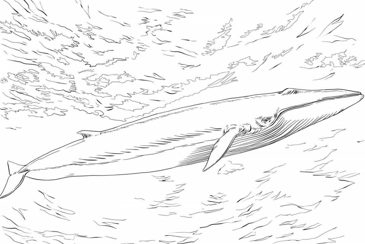 Playful blue whale coloring page for kids