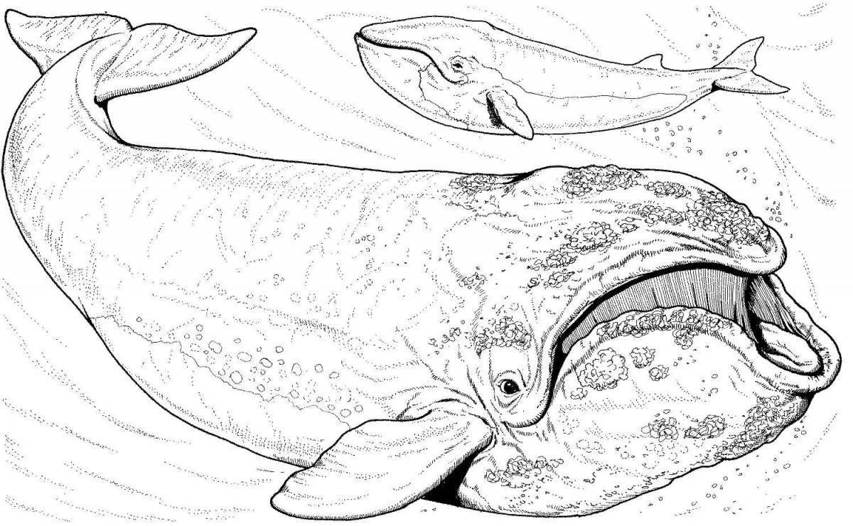 Сказочная страница раскраски «синий кит» для детей