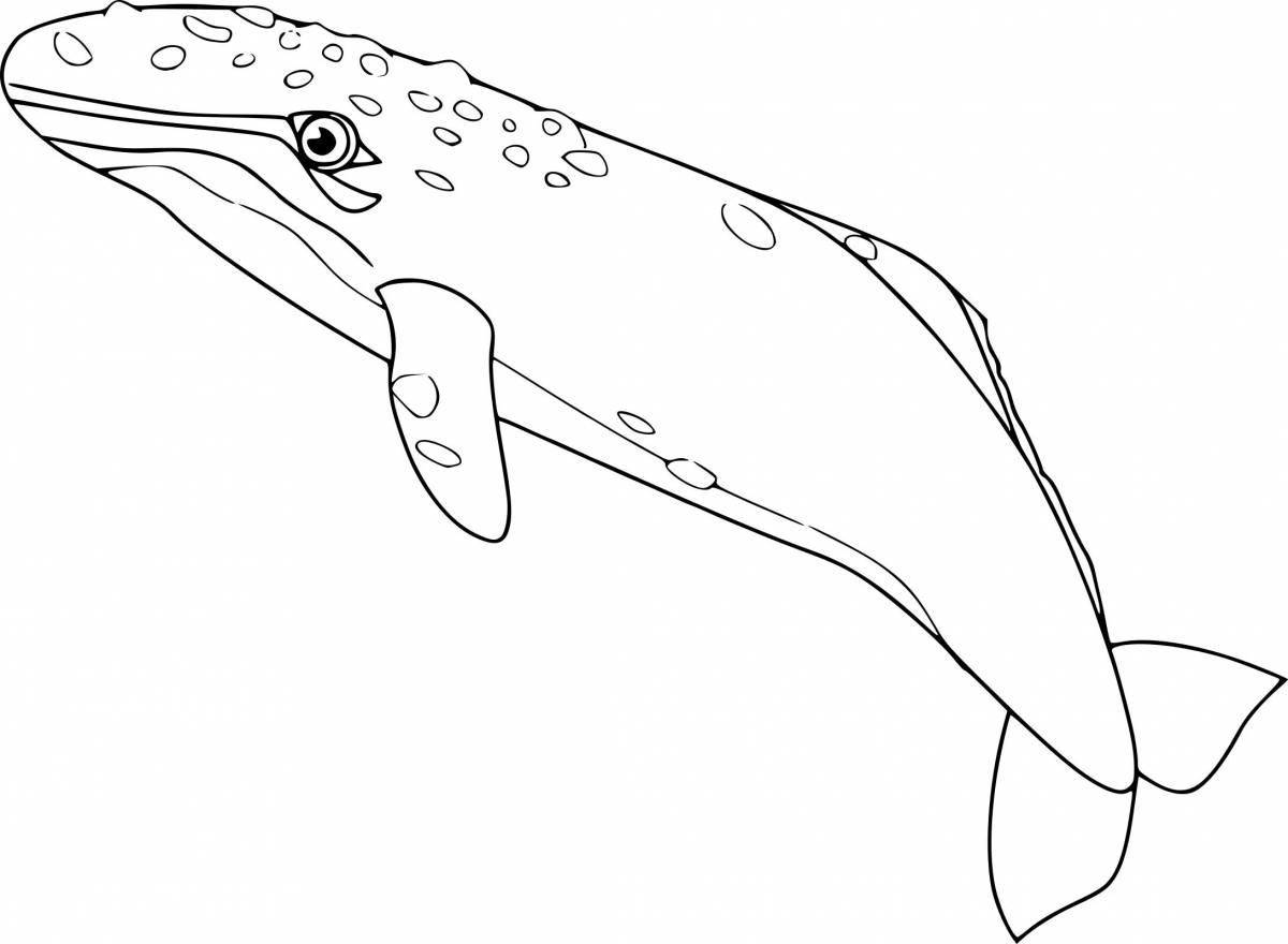 Blue whale coloring page for kids