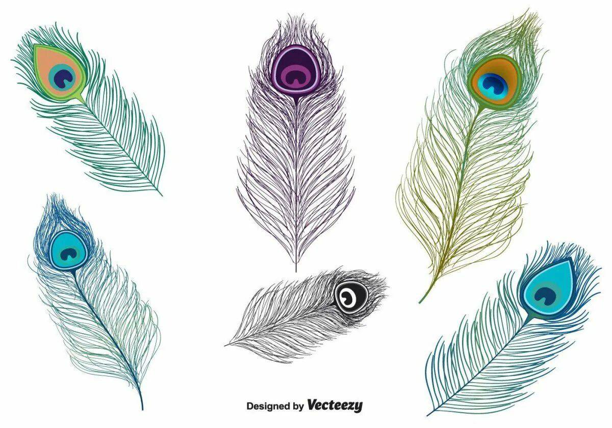 Peacock feather coloring page for kids