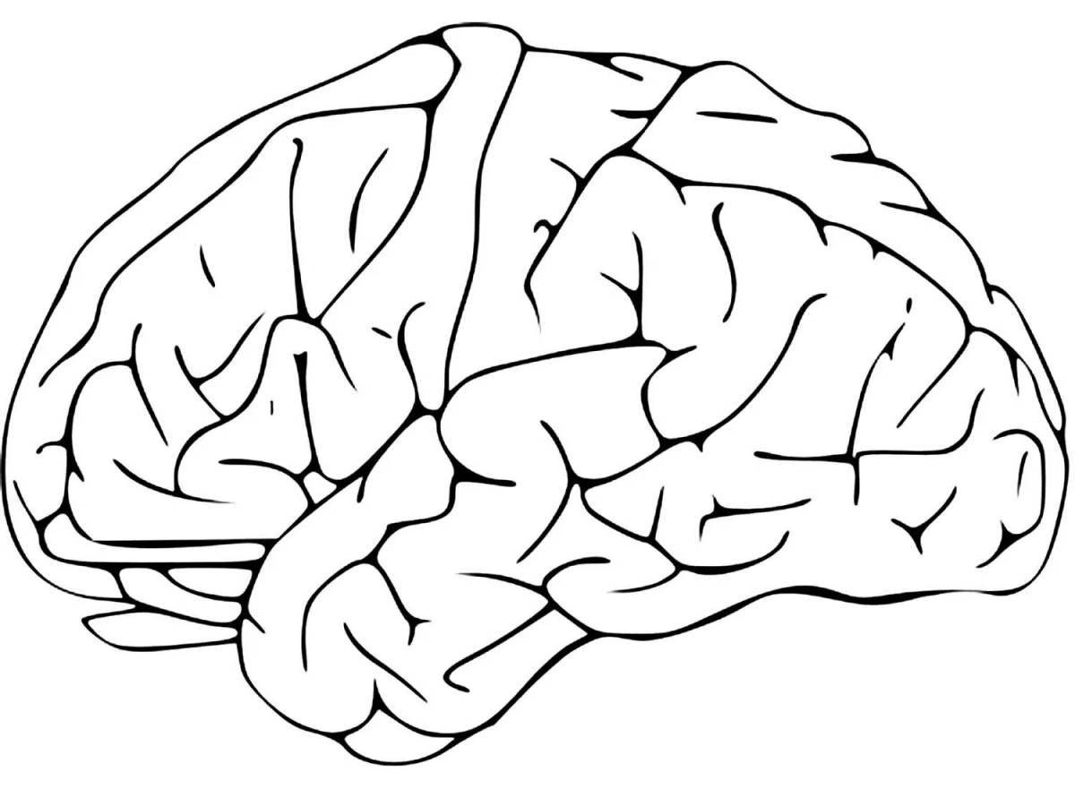Colorful human brain coloring page for kids