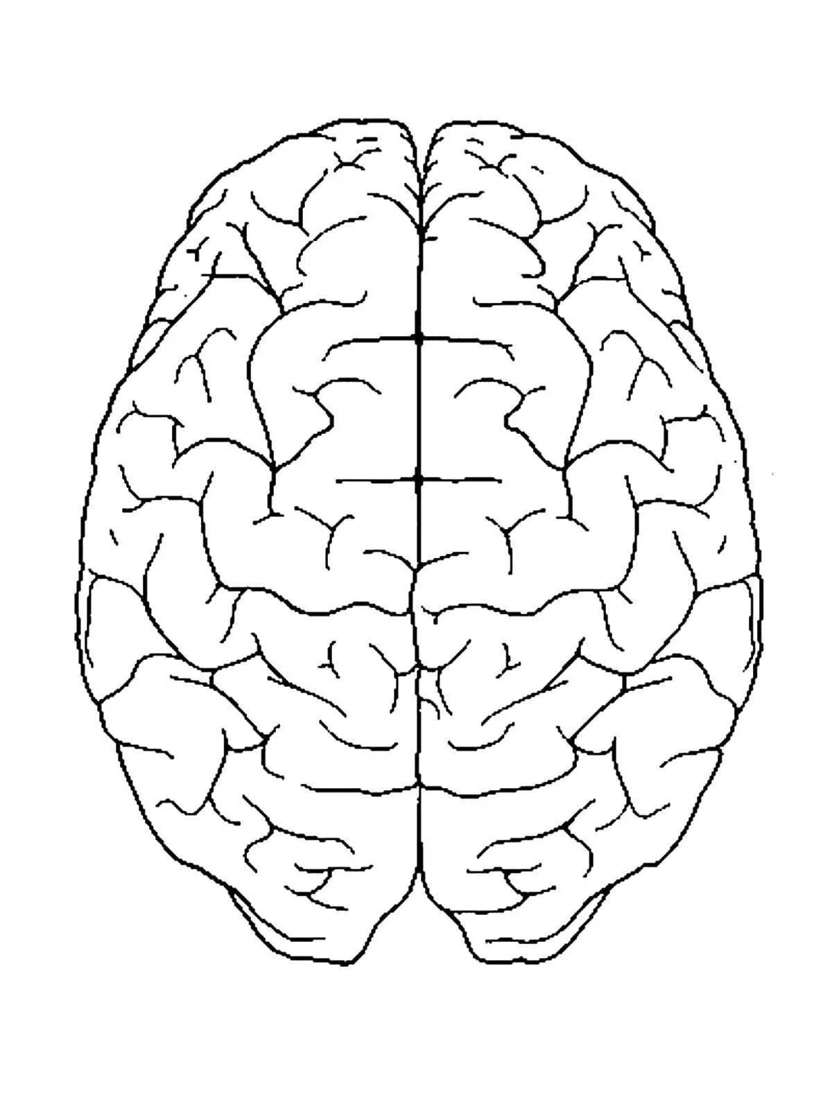 Fun coloring of the human brain for children
