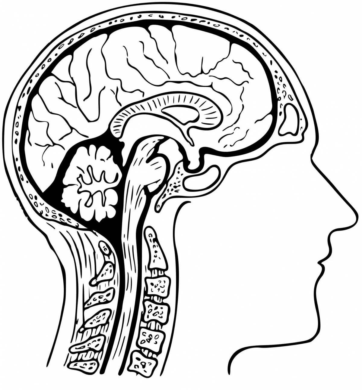 Веселая раскраска человеческого мозга для детей