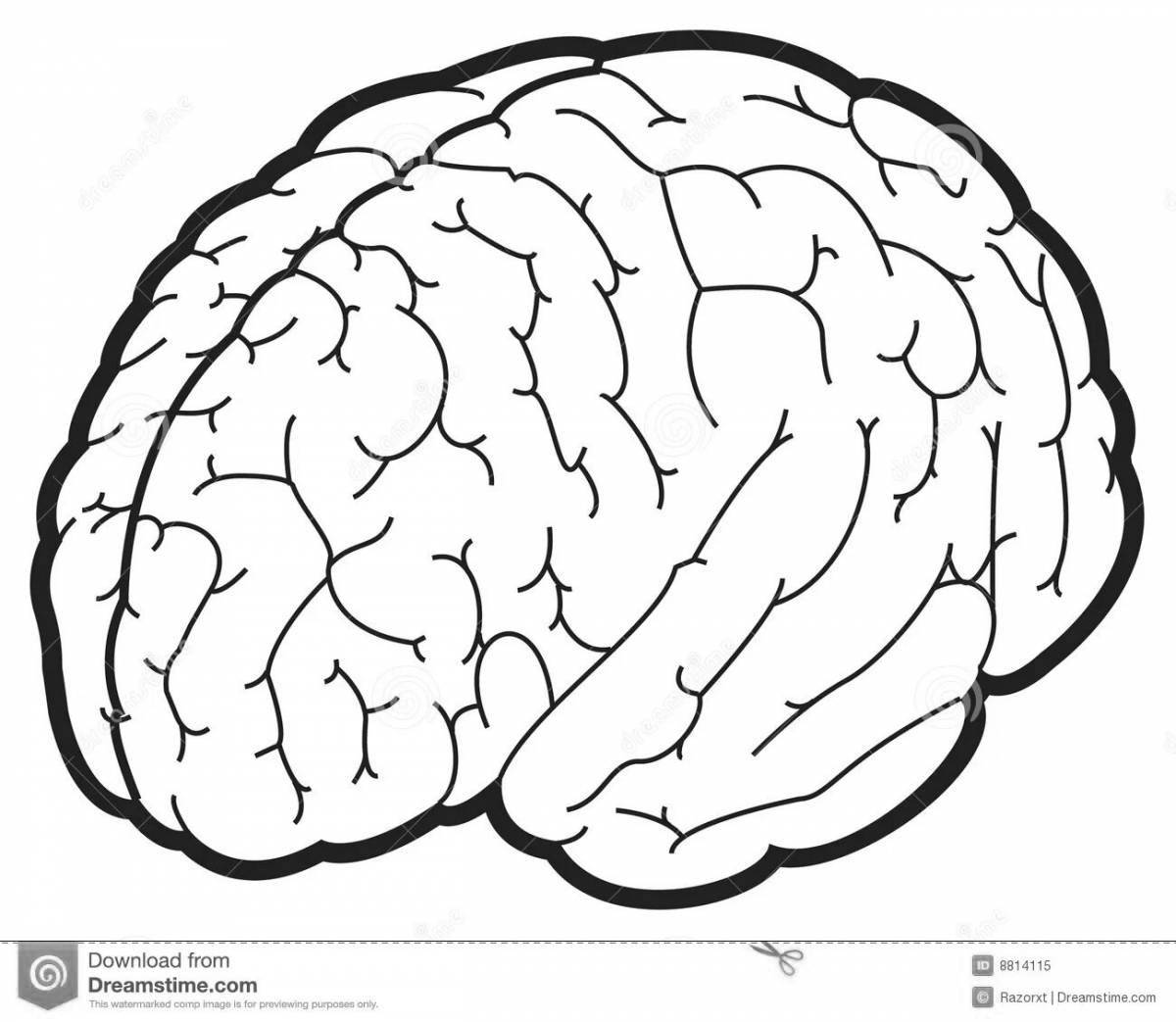 Подробная раскраска человеческого мозга для детей
