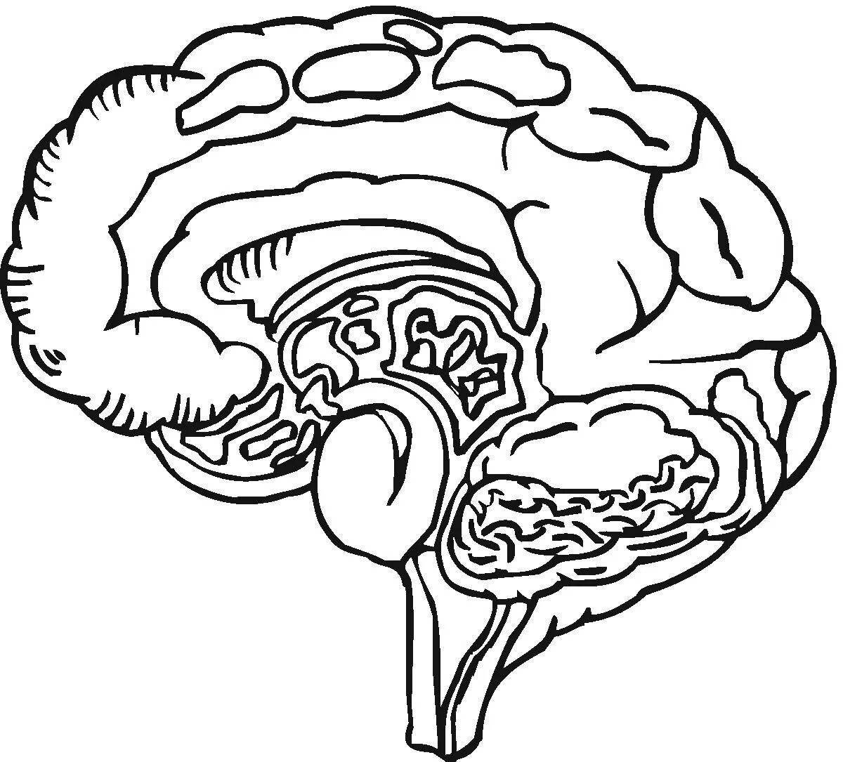 Intricate human brain coloring page for kids