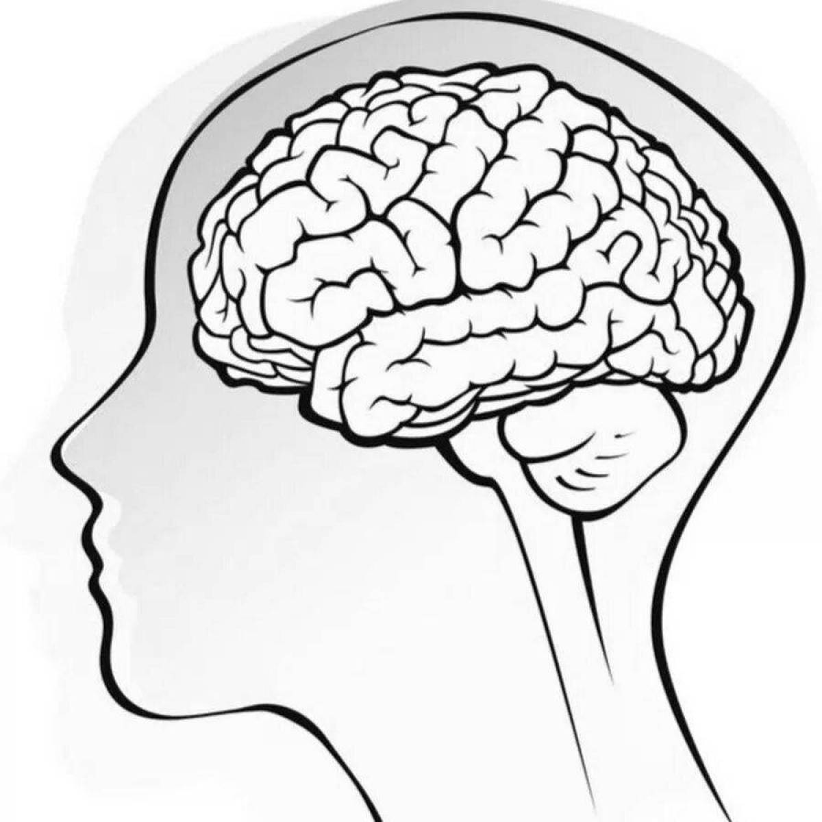 Мозг человека для детей #5