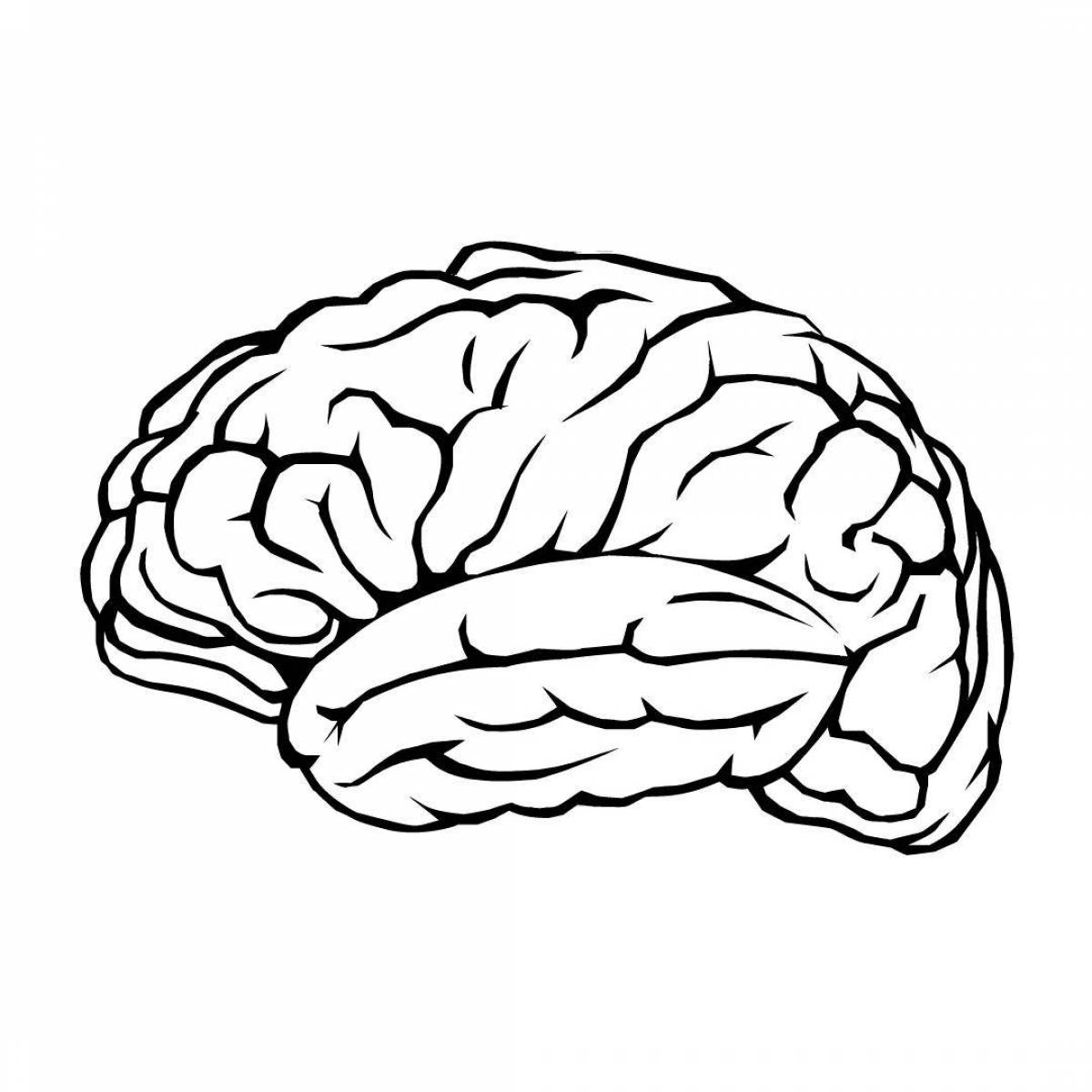 Мозг человека для детей #8