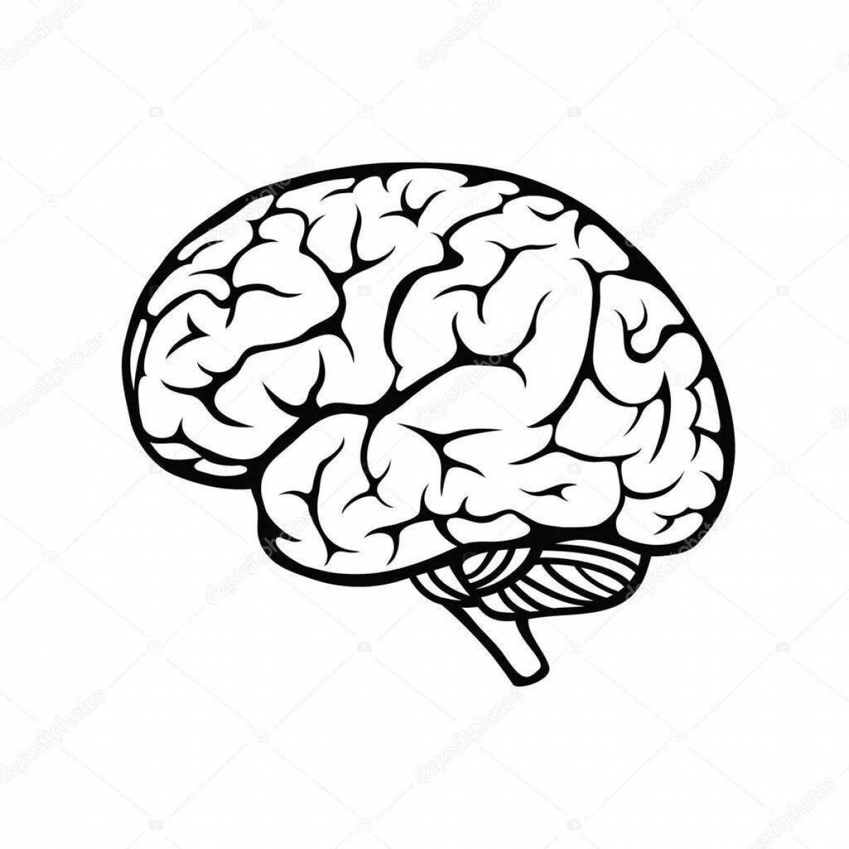 Мозг человека для детей #11