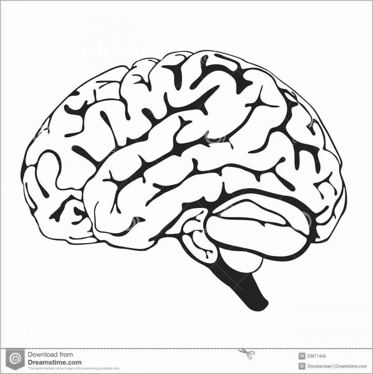 Human brain for children #13