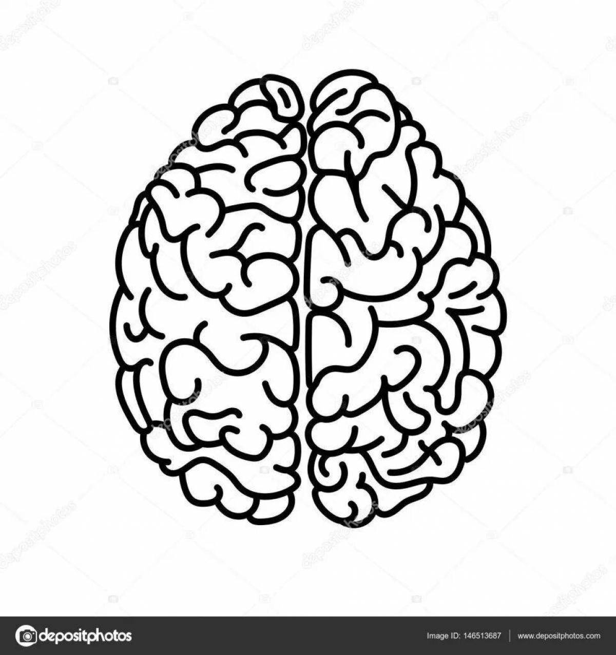 Human brain for kids #14