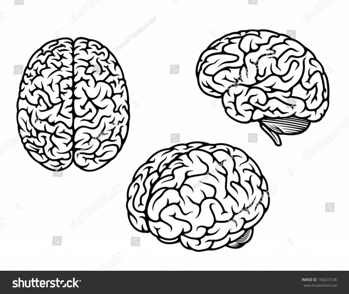 Human brain for kids #15
