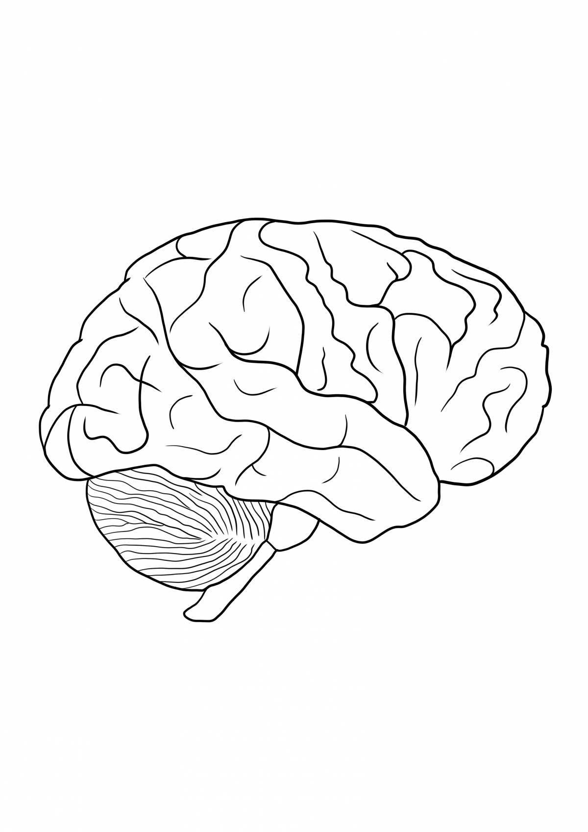 Мозг человека для детей #16