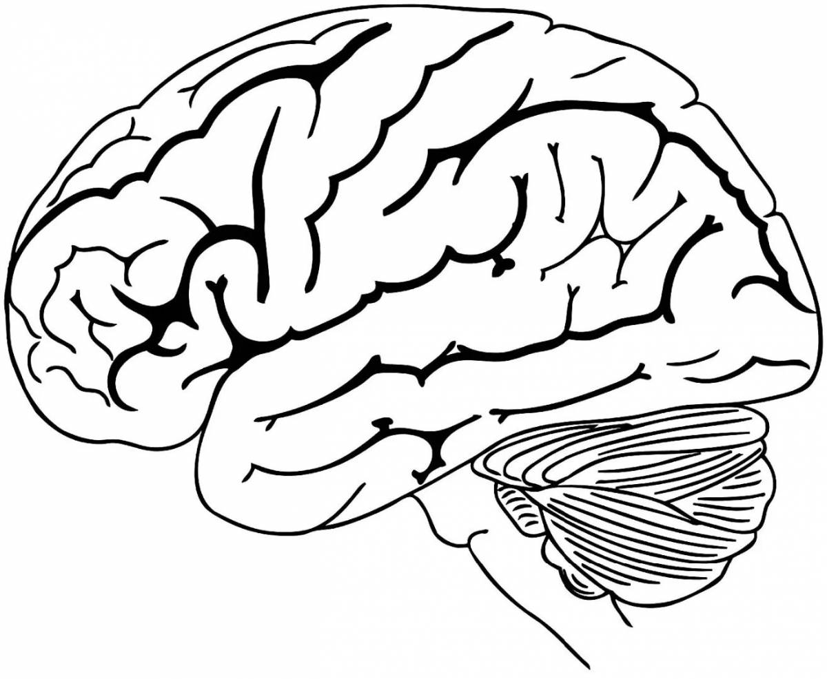 Мозг человека для детей #18