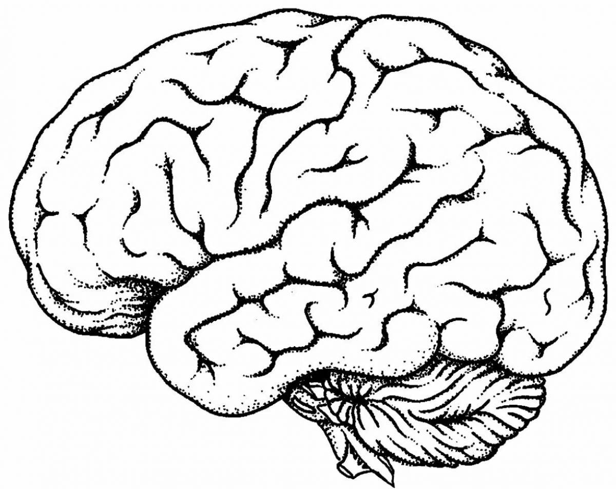 Мозг человека для детей #19