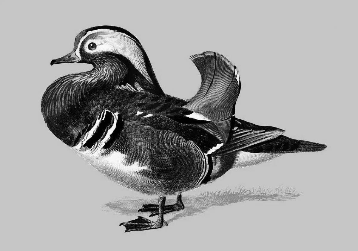 A wonderful mandarin duck coloring pages for kids
