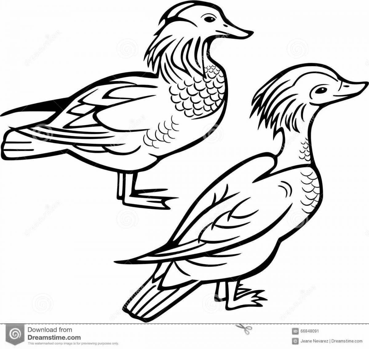 Awesome mandarin duck coloring book for kids