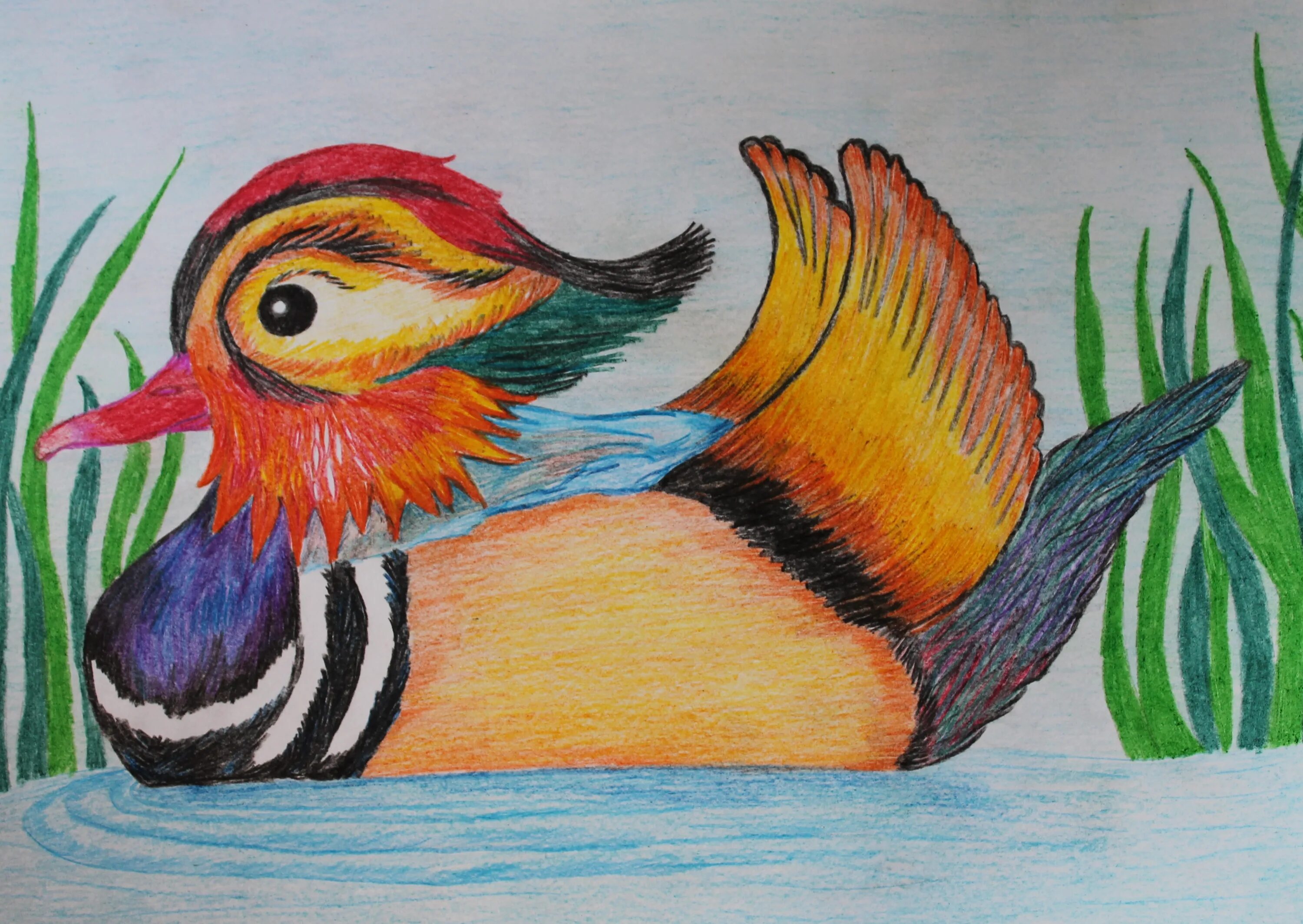 Irresistible mandarin duck coloring book for kids
