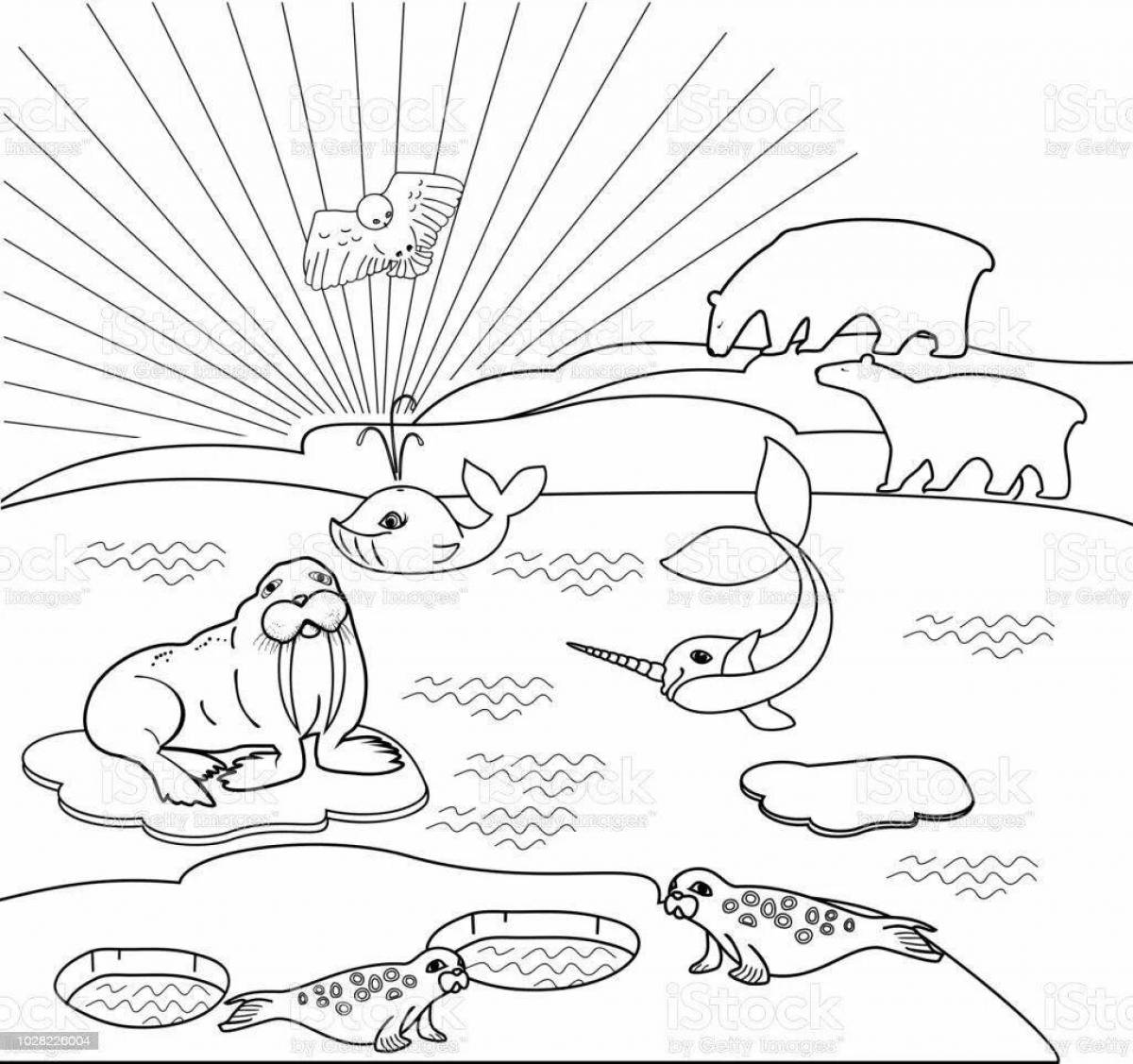 Majestic walrus coloring page