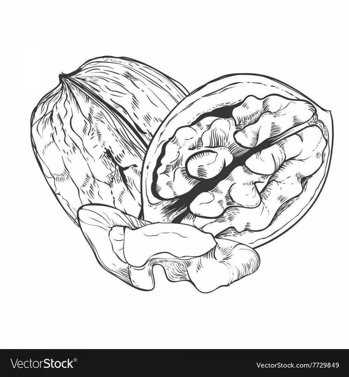 Грецкий орех рисунок для детей