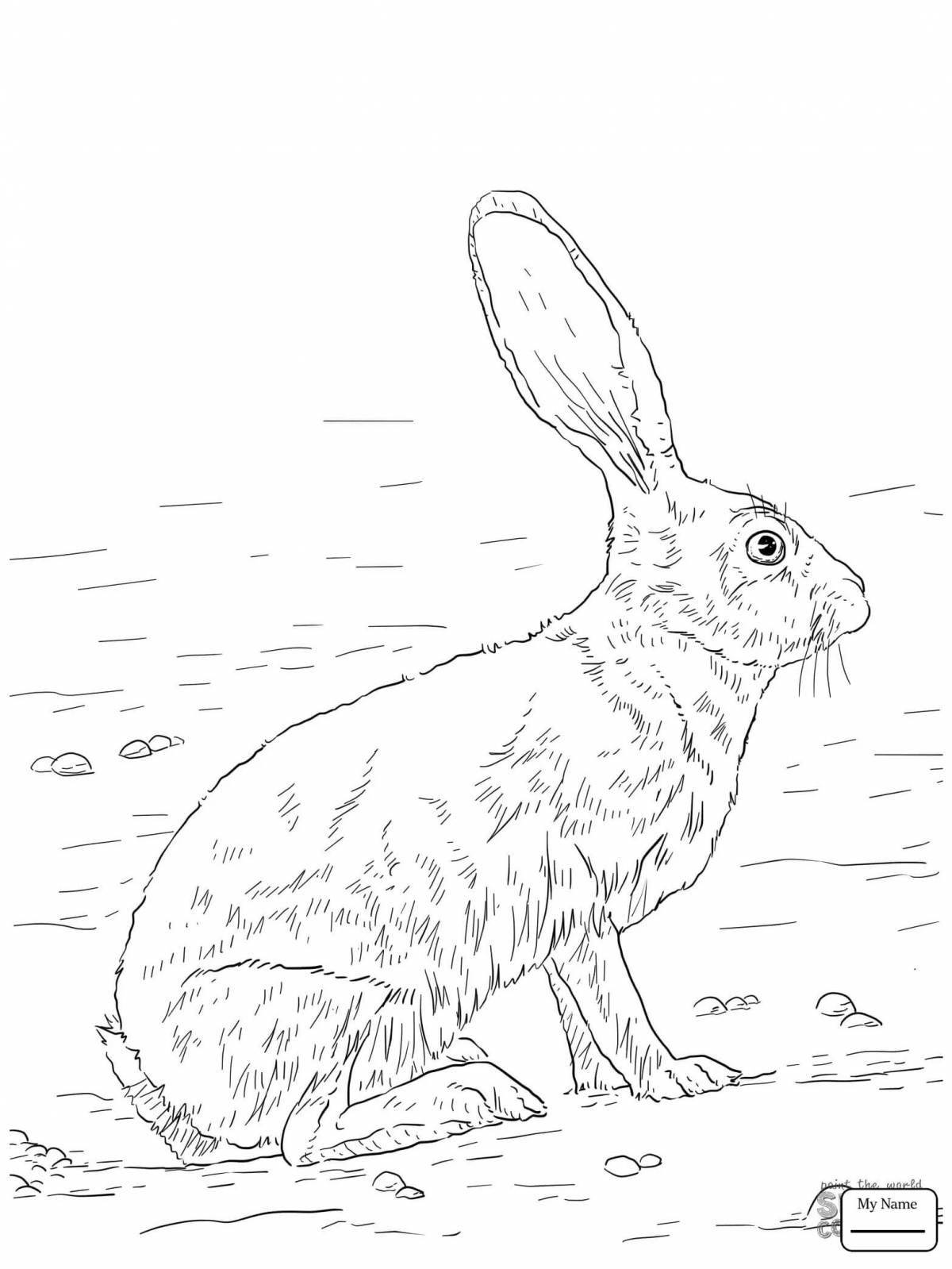 Colorful hare coloring for kids