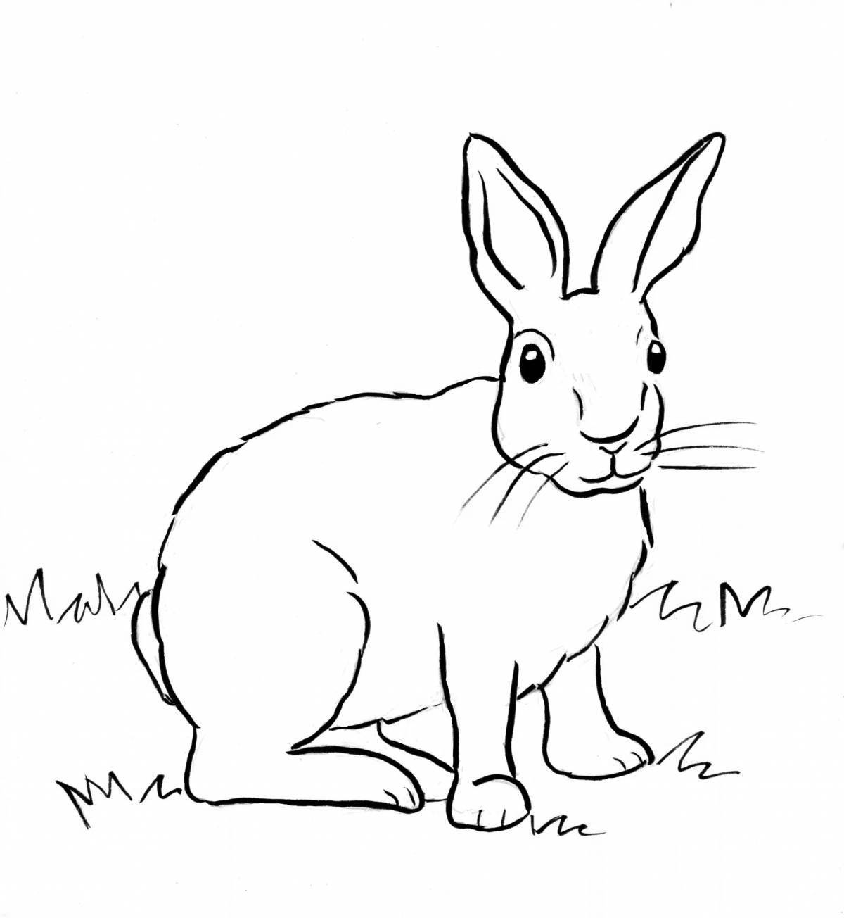 Fun hare coloring book for kids