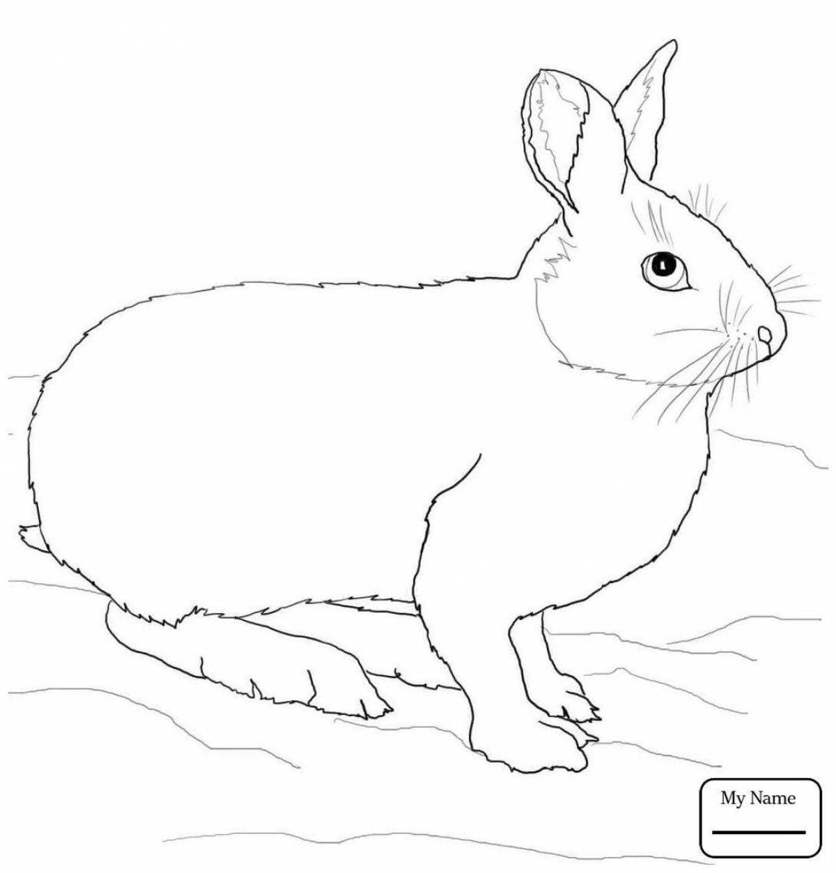 Amazing hare coloring book for kids