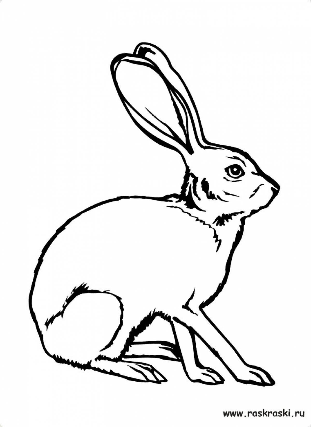 Coloring hare for kids