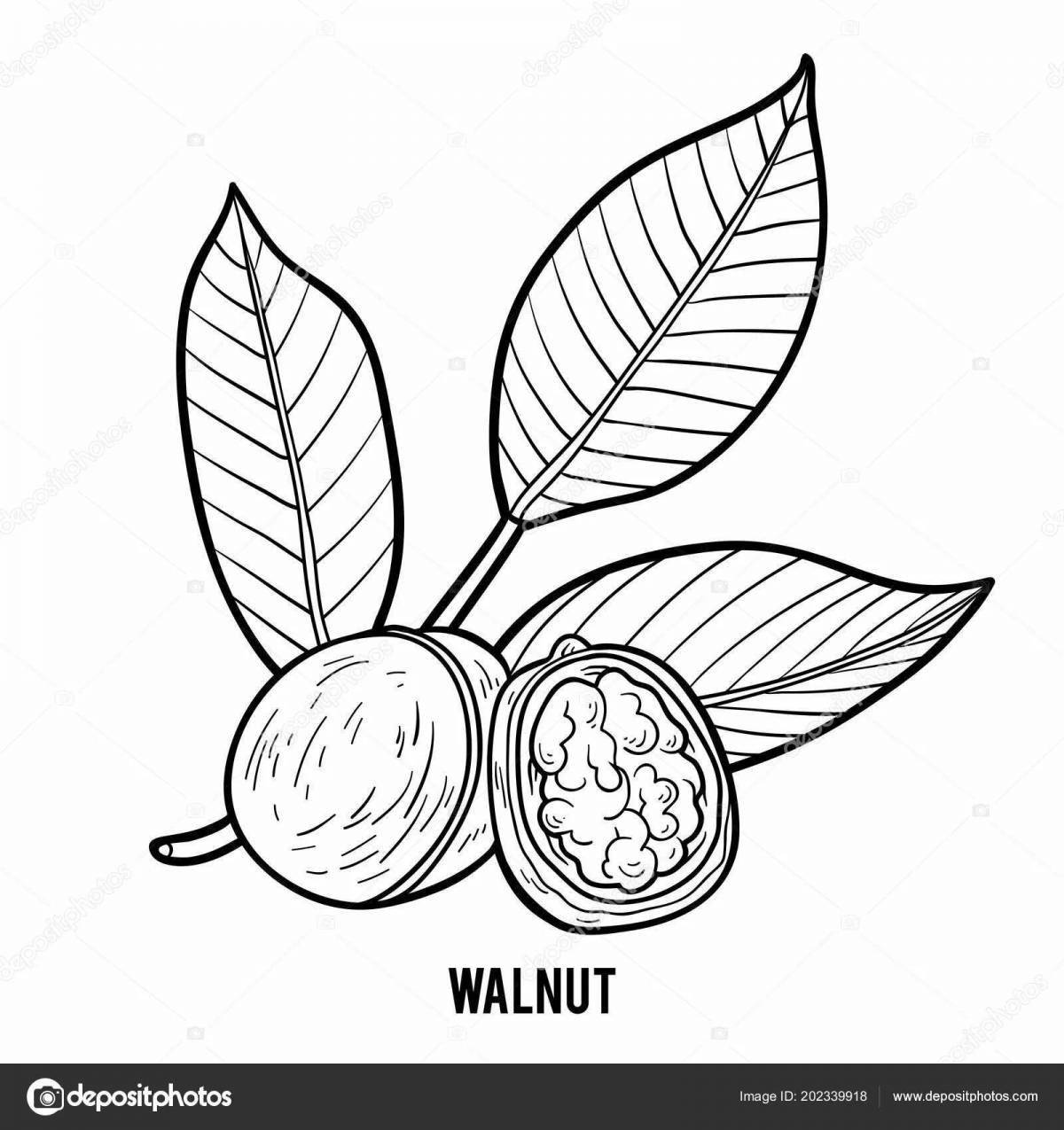 Vibrant walnut coloring book for preschoolers