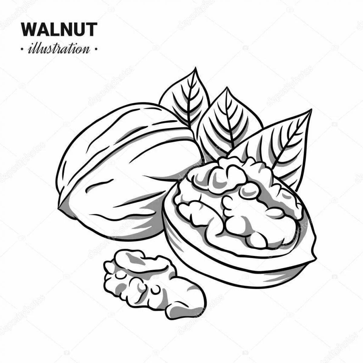 Exquisite walnut coloring book for kids
