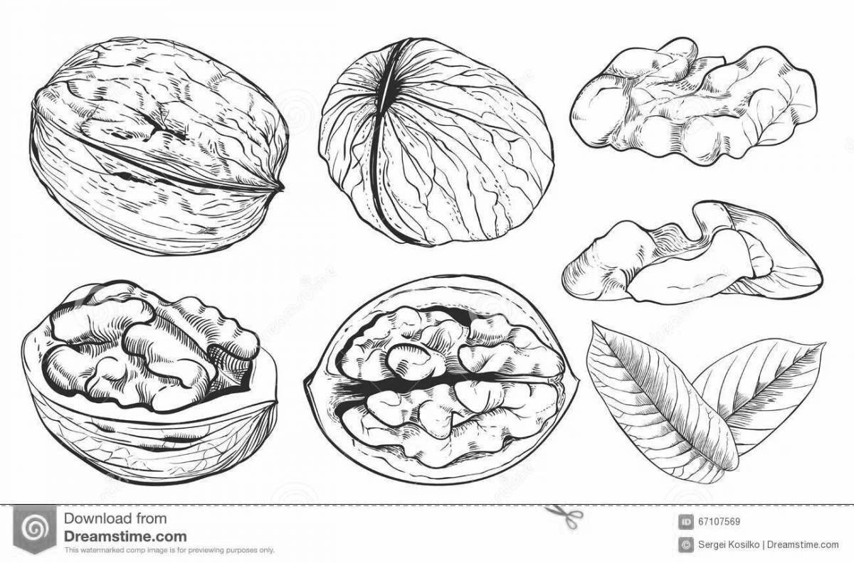 Fabulous walnut coloring page for the little ones