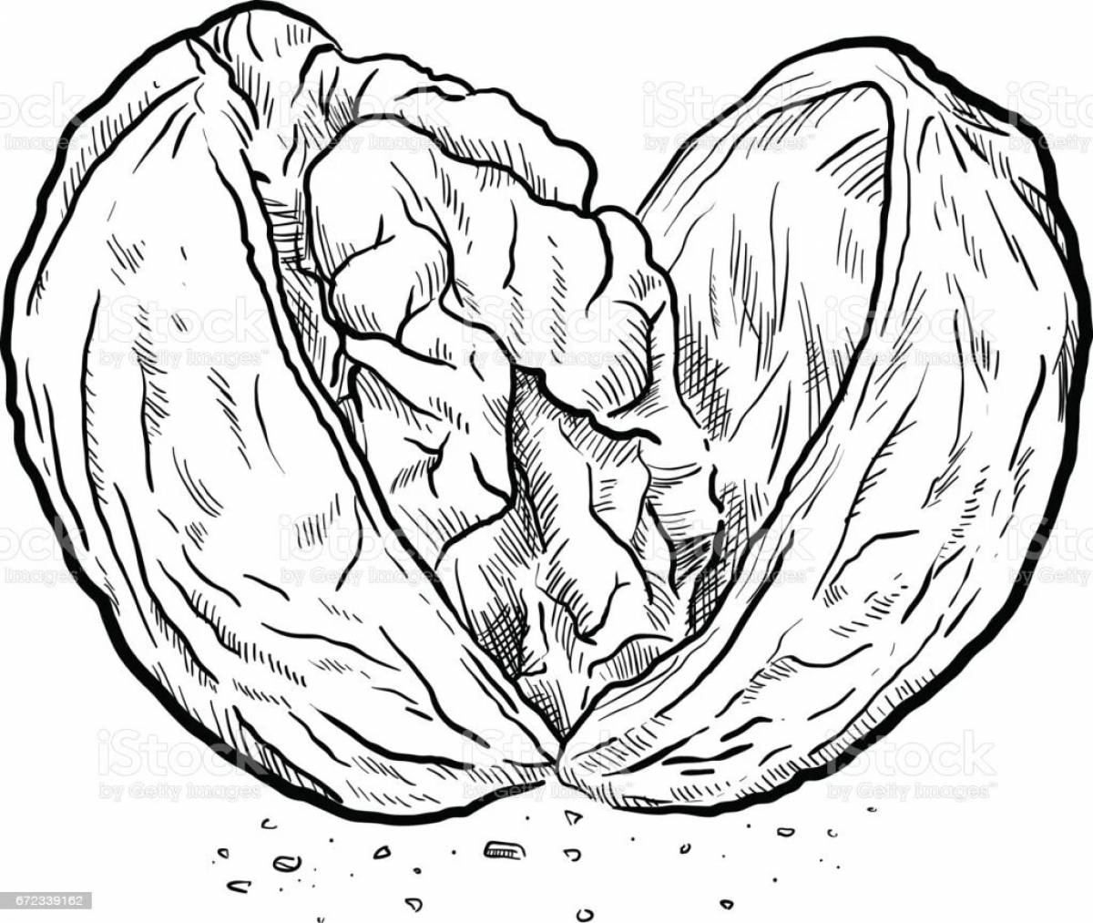 Excellent baby walnut coloring page