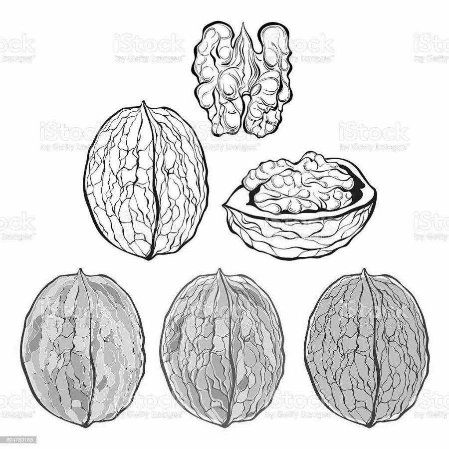 грецкий орех рисунок