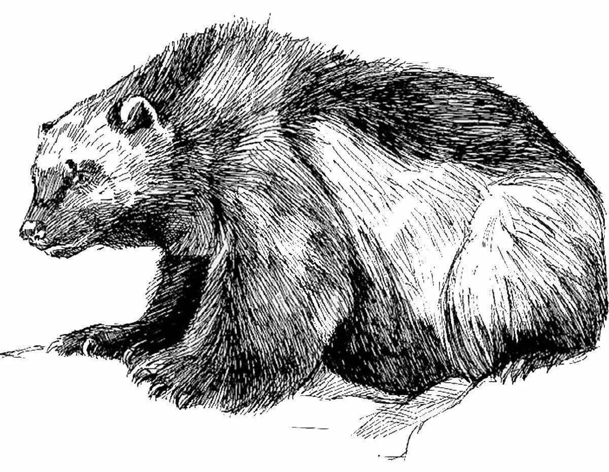 Amazing wolverine animal coloring pages for kids