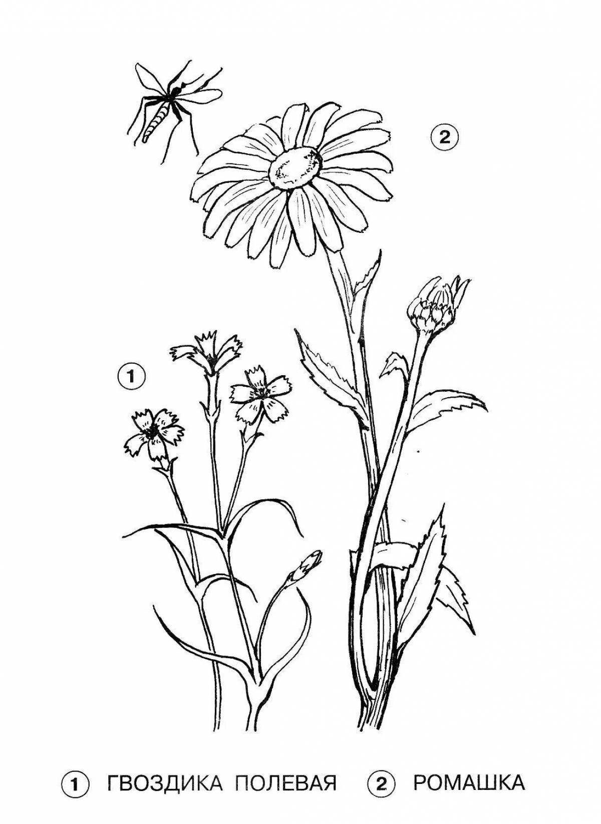 Amazing wildflower coloring pages for kids