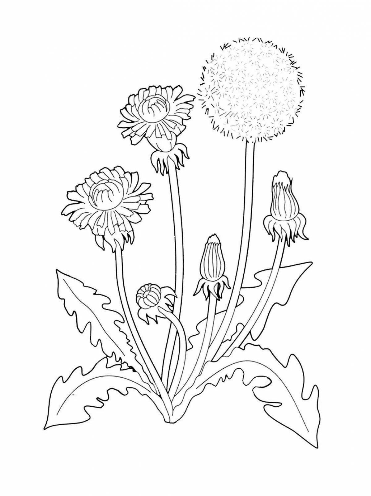 Coloring wild flowers for kids