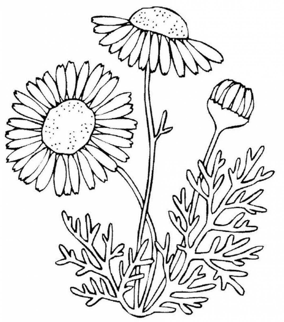 Coloring exotic wildflowers for kids