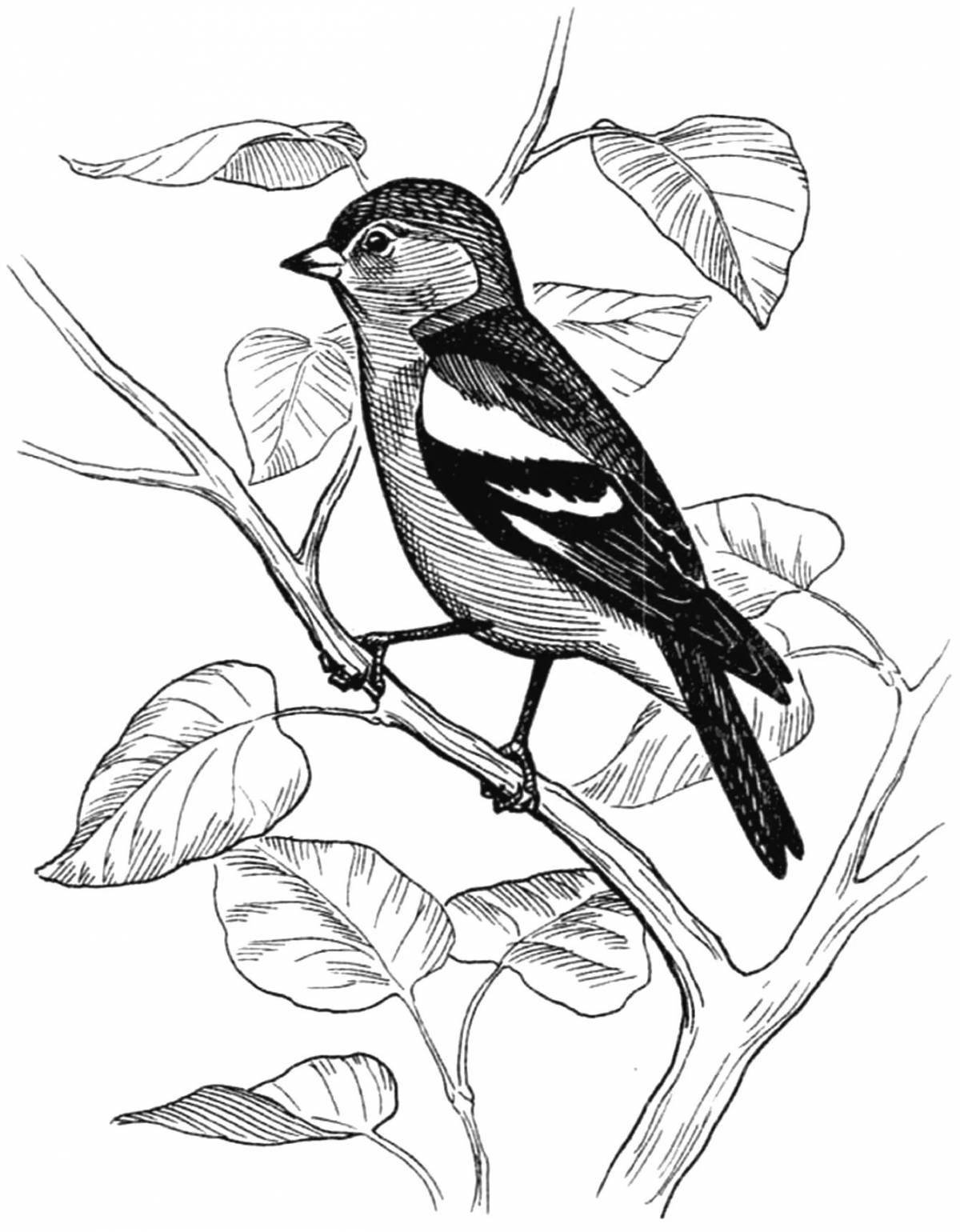 Coloring book happy goldfinch for kids