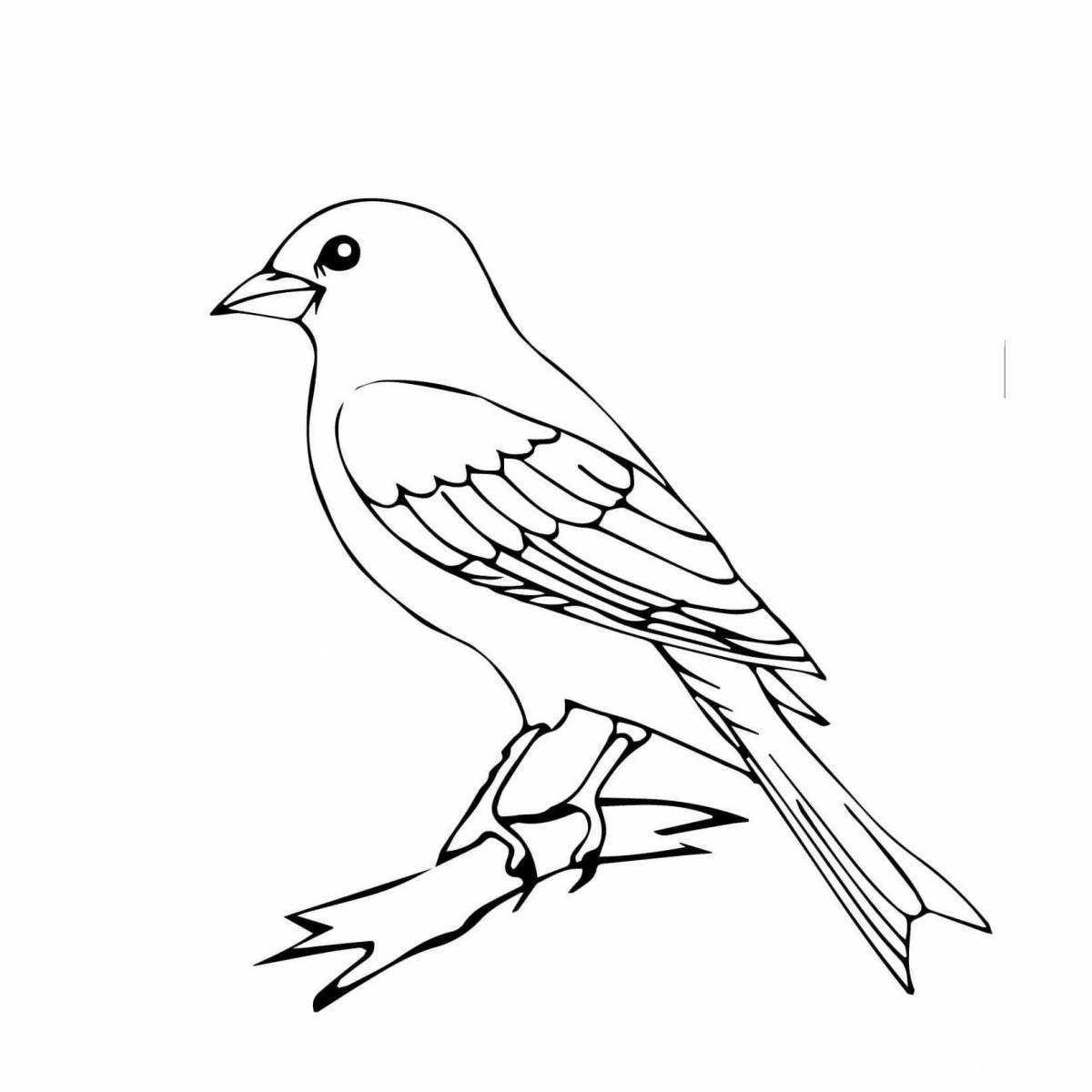 Great goldfinch coloring book for kids
