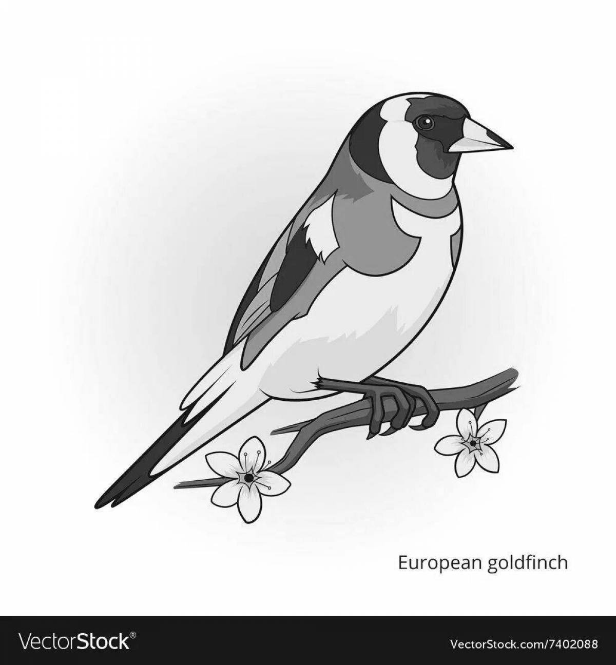 Exquisite goldfinch coloring book for kids